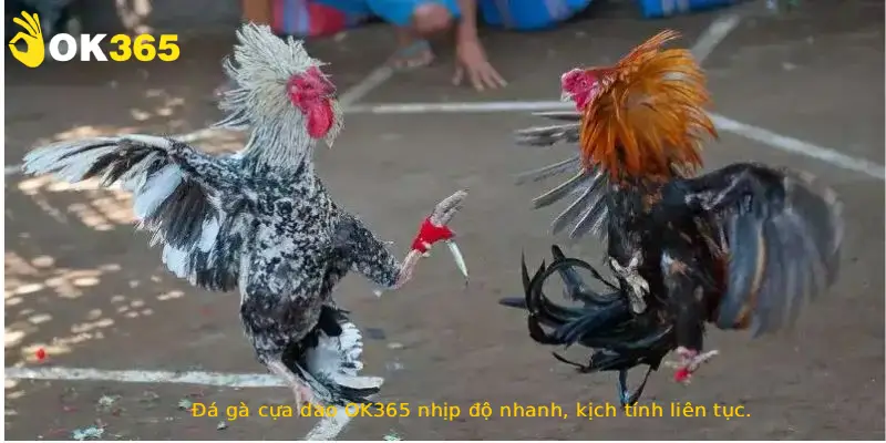 Đá gà cựa dao OK365 nhịp độ nhanh, kịch tính liên tục.