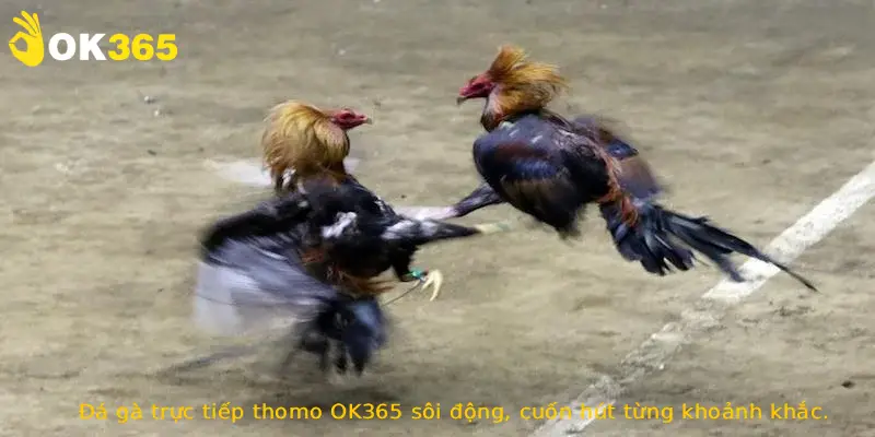 Đá gà trực tiếp thomo OK365 sôi động, cuốn hút từng khoảnh khắc.