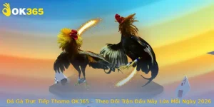 Đá Gà Trực Tiếp Thomo OK365 – Theo Dõi Trận Đấu Nảy Lửa Mỗi Ngày 2026