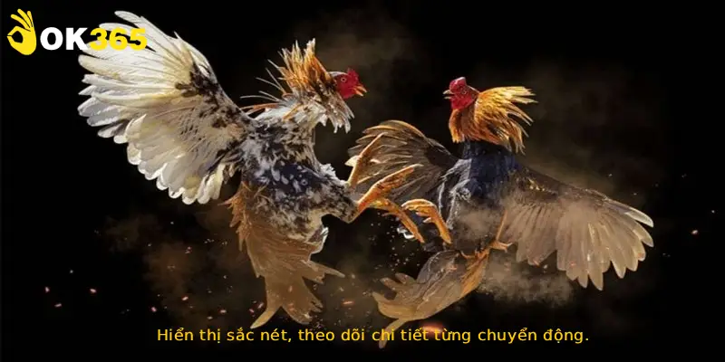 Hiển thị sắc nét, theo dõi chi tiết từng chuyển động.