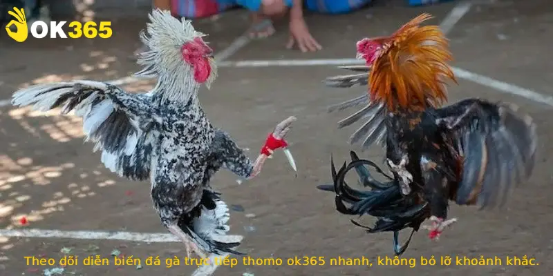 Theo dõi diễn biến đá gà trực tiếp thomo ok365 nhanh, không bỏ lỡ khoảnh khắc.
