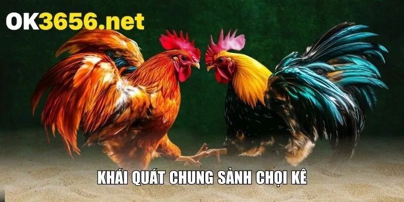 Khái quát chung sảnh chọi kê