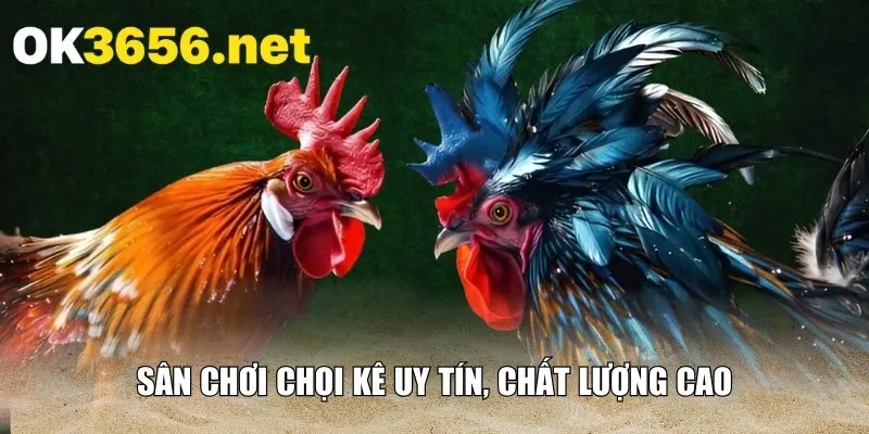 Sân chơi chọi kê uy tín, chất lượng cao