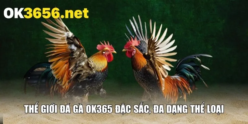 Thế giới đá gà OK365 đặc sắc, đa dạng thể loại