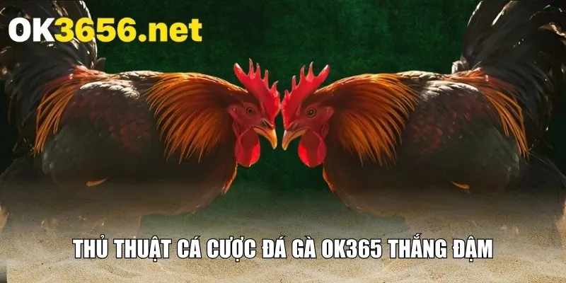 Thủ thuật cá cược đá gà OK365 thắng đậm
